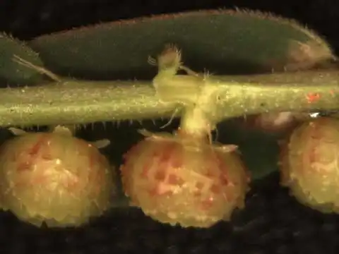 Photo of Phyllanthus urinaria - Fruit:Alexander Krings