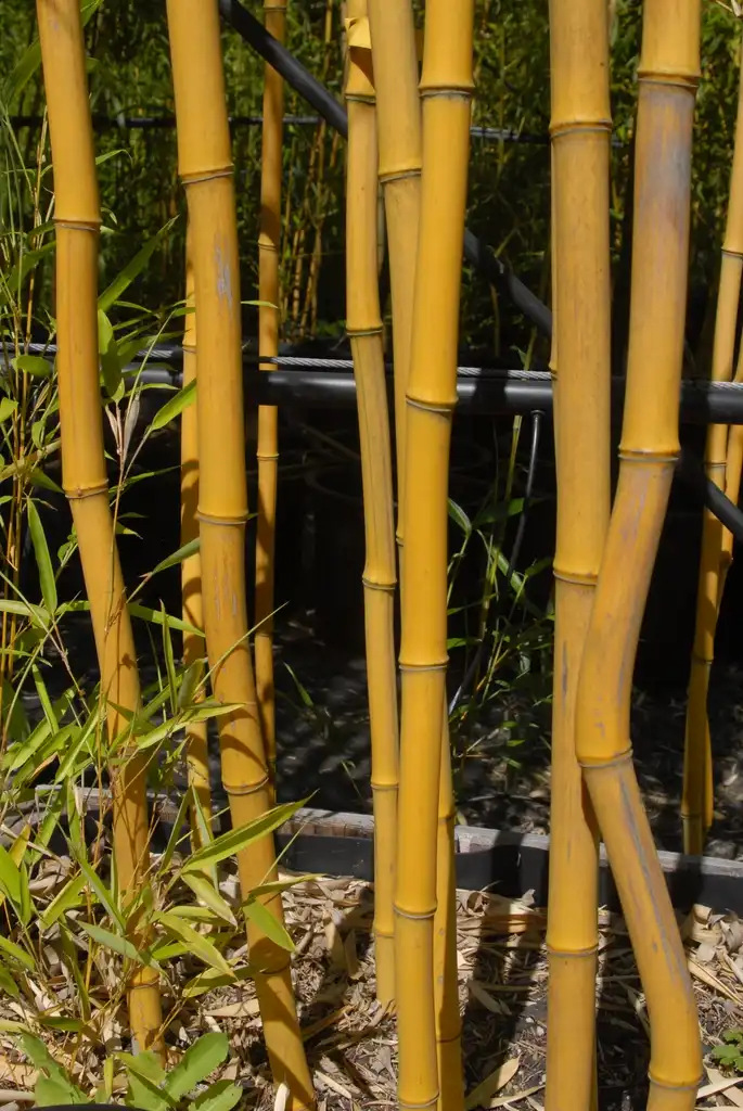 Фото Phyllostachys aureosulcata (Phyllostachys aureosulcatas)