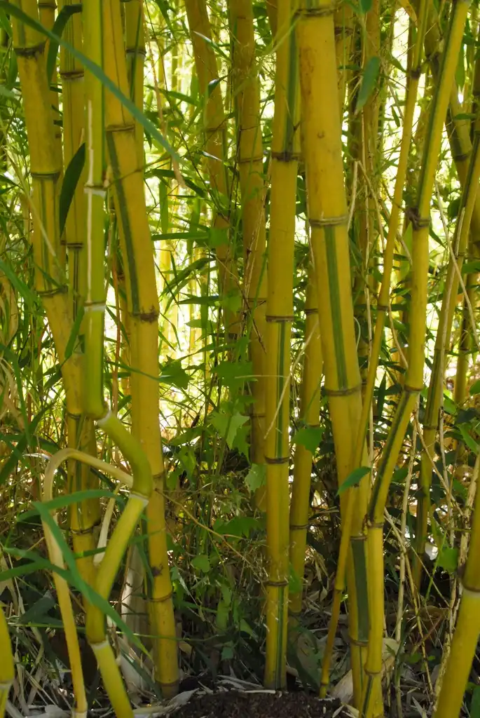 Фото Phyllostachys aureosulcata (Phyllostachys aureosulcatas)