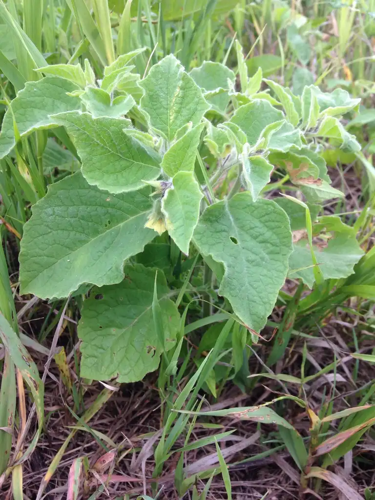 Фото Physalis heterophylla (Physalis heterophyllas)