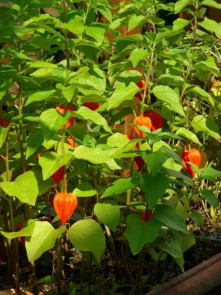 Photo of Physalis (Physaliss)