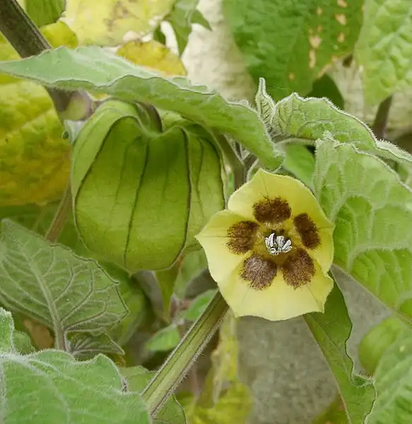Photo of Physalis (Physaliss)