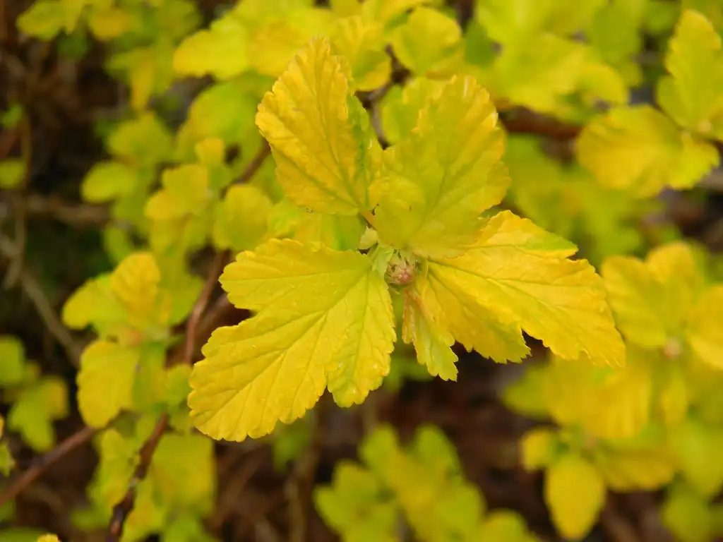 Foto de Physocarpus opulifolius 'Podaras 3' Lemon Candy (Physocarpus opulifolius 'Podaras 3' Lemon Candys)