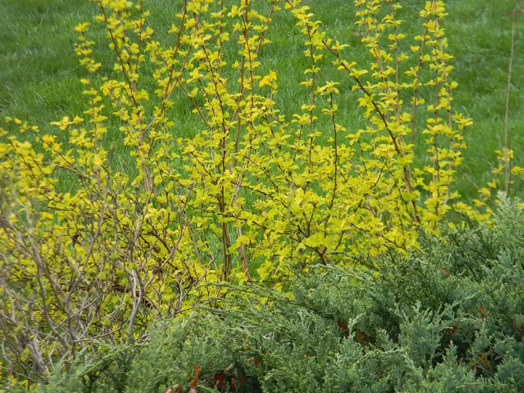 Foto de Physocarpus opulifolius 'Podaras 3' Lemon Candy (Physocarpus opulifolius 'Podaras 3' Lemon Candys)