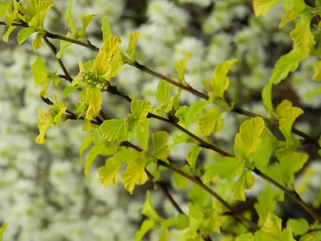 Foto de Physocarpus opulifolius 'Podaras 3' Lemon Candy - Leaves and branch (Buncombe County, NC):Randy Harter