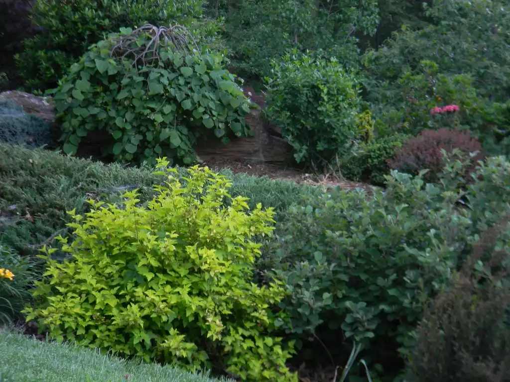 Foto de Physocarpus opulifolius 'Podaras 3' Lemon Candy - Full form (Buncombe County, NC):Randy Harter