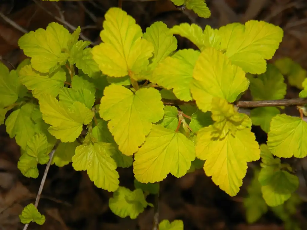 Foto de Physocarpus opulifolius 'Podaras 3' Lemon Candy - Leaves (Buncombe County, NC):Randy Harter