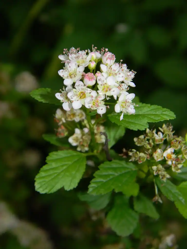 Фото Physocarpus opulifolius 'SMNPOTWG' Tiny Wine® Gold (Physocarpus opulifolius 'SMNPOTWG' Tiny Wine® Golds)