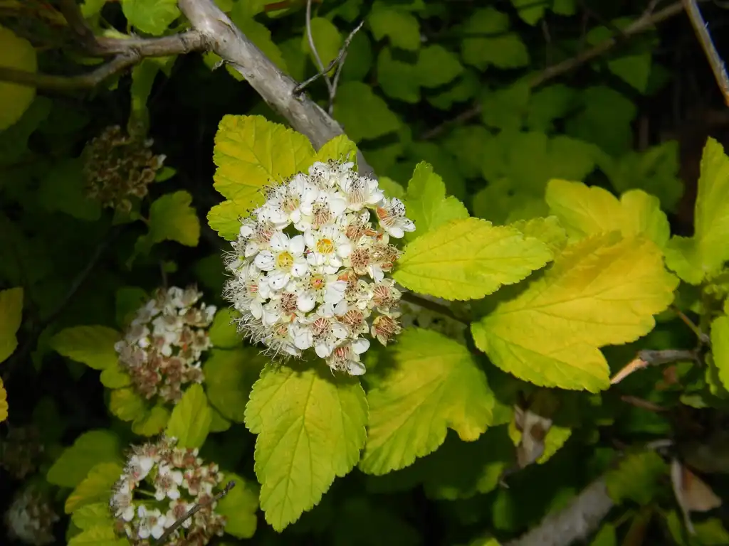 Фото Physocarpus opulifolius 'SMNPOTWG' Tiny Wine® Gold - Flower (Buncombe County, NC):Randy Harter