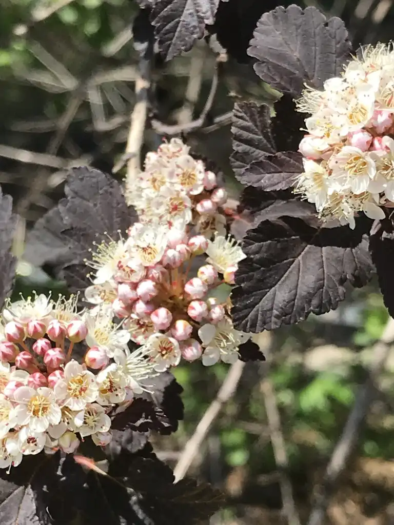 Foto de Physocarpus opulifolius 'Summer Wine' (Physocarpus opulifolius 'Summer Wine's)