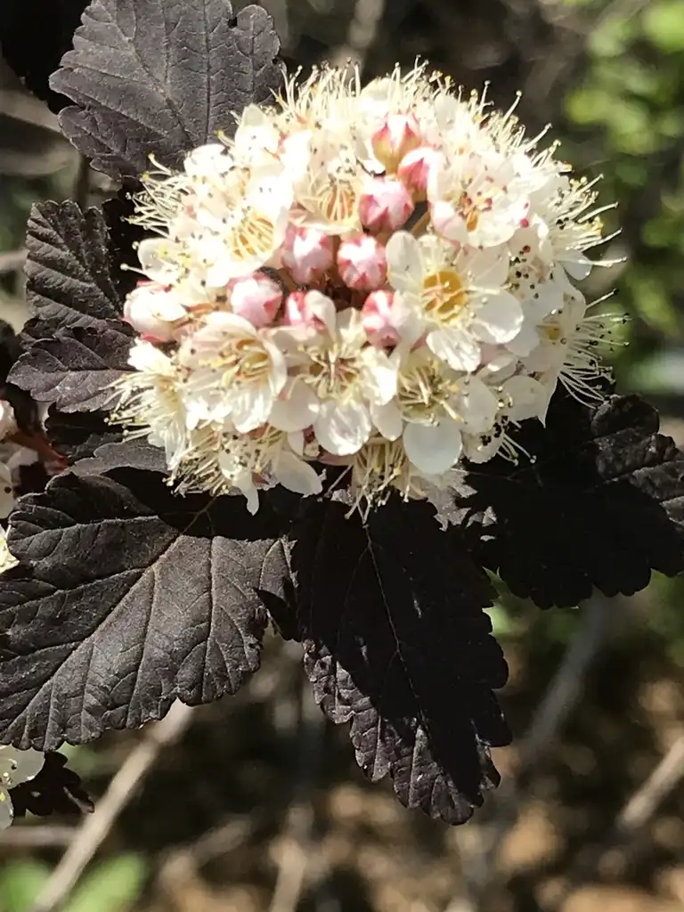 Foto de Physocarpus opulifolius 'Summer Wine' (Physocarpus opulifolius 'Summer Wine's)