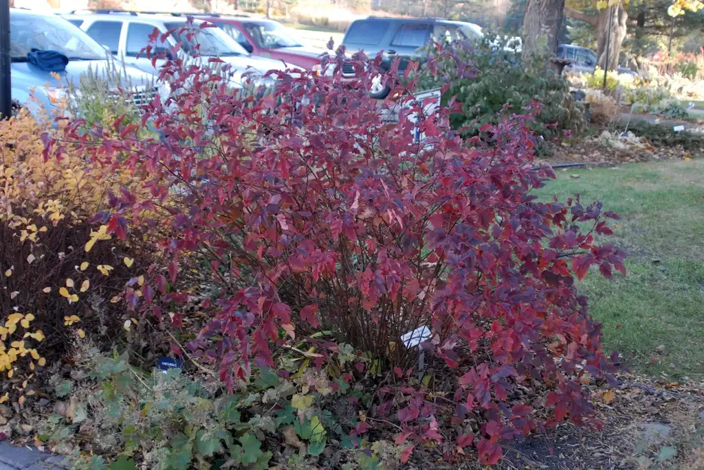 Foto de Physocarpus opulifolius 'Summer Wine' - Fall shrub form:Jim Robbins