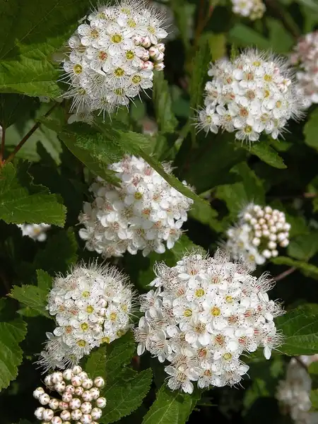 Photo of Physocarpus opulifolius (Physocarpus opulifoliuss)