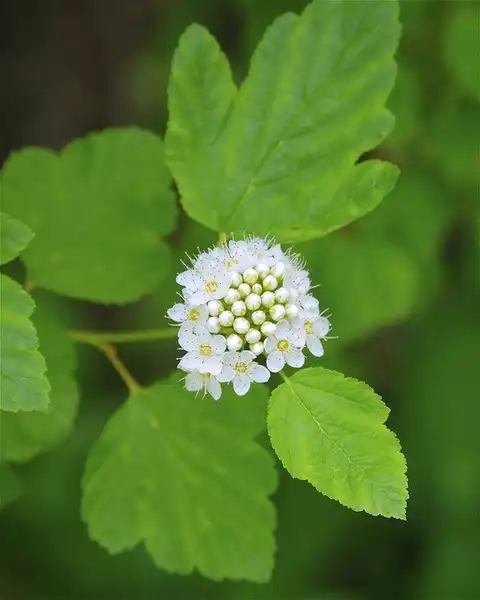 Photo of Physocarpus opulifolius (Physocarpus opulifoliuss)