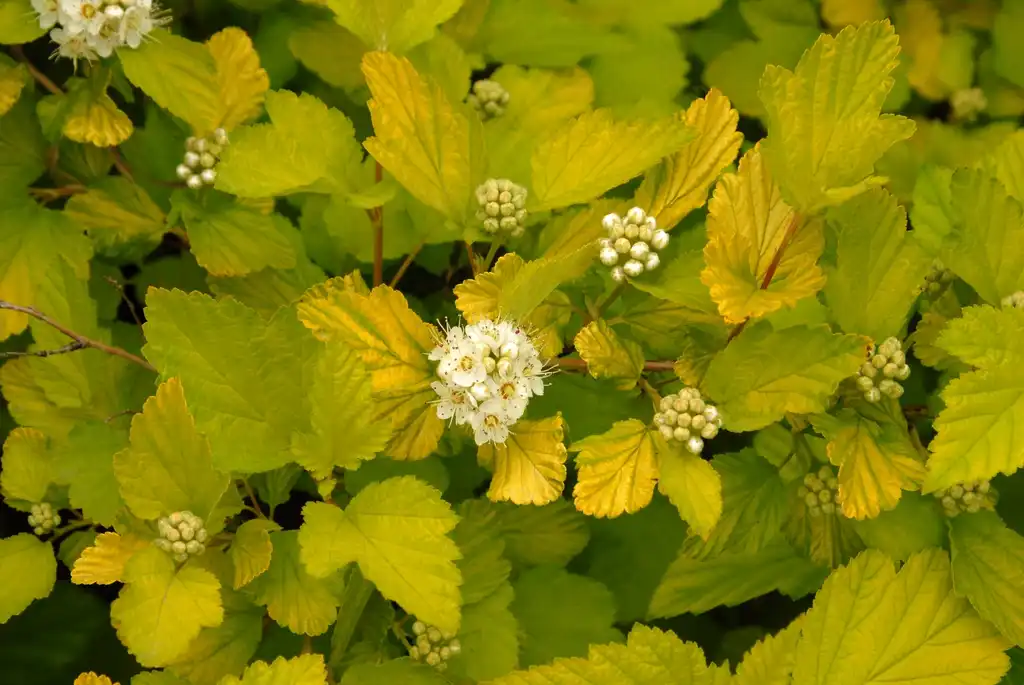 Photo of Physocarpus opulifolius - 'Aurea' Flower and Leaf Detail:Jim Robbins