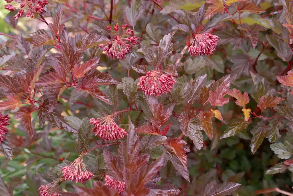 Photo of Physocarpus opulifolius - 'Coppertina' Leaf and Fruit:Jim Robbins