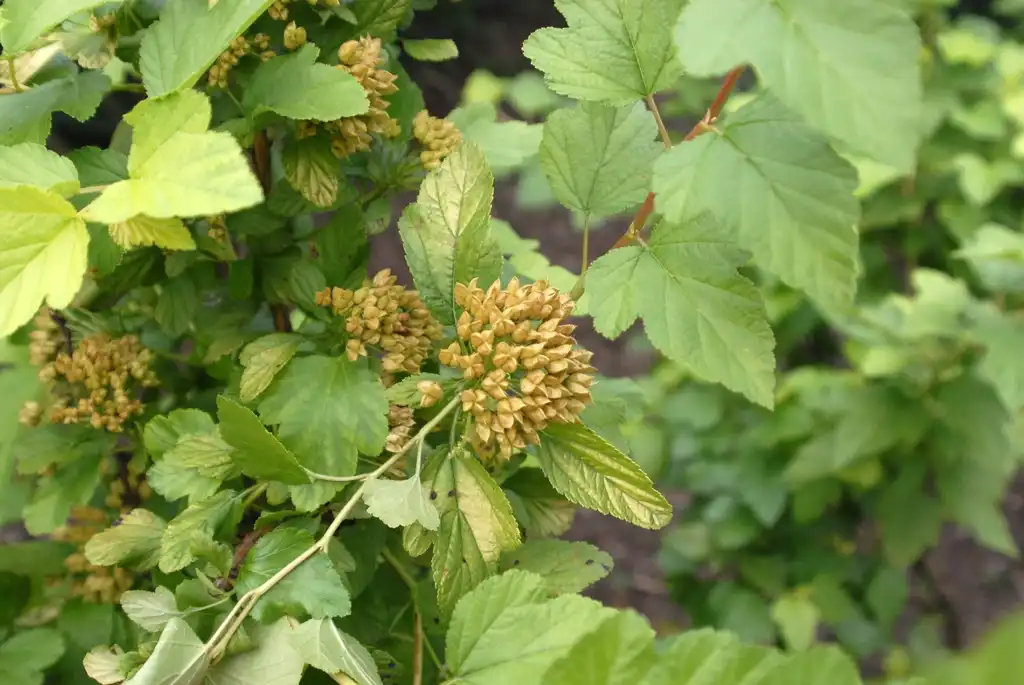 Photo of Physocarpus opulifolius - 'Luteus' Fruit and Leaves:Jim Robbins