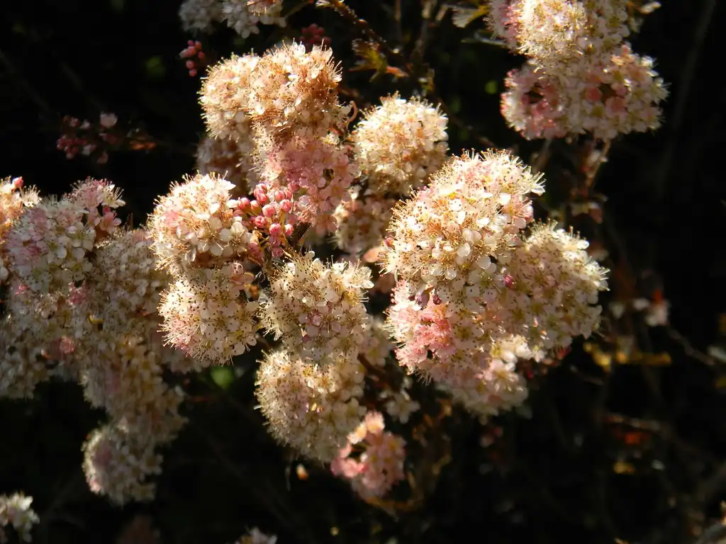 Photo of Physocarpus opulifolius - 'Monlo' Flowers (Buncombe County, NC):Randy Harter