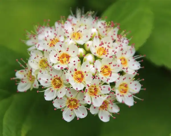 Photo of Physocarpus opulifolius - Close up of flower:Dan Mullen