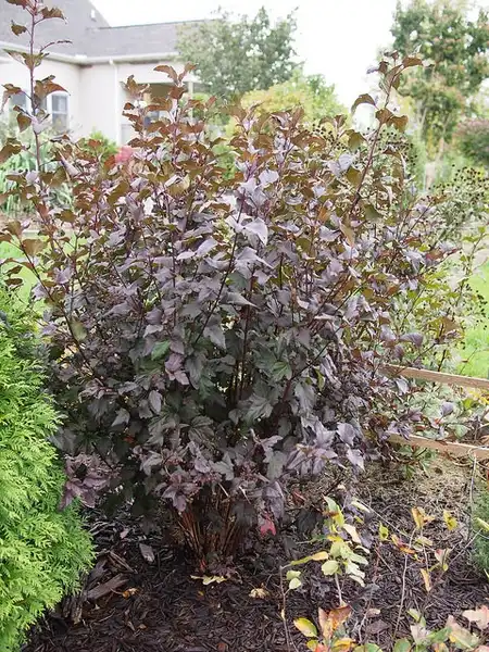 Photo of Physocarpus opulifolius - Form of 'Diablo':F. D. Richards