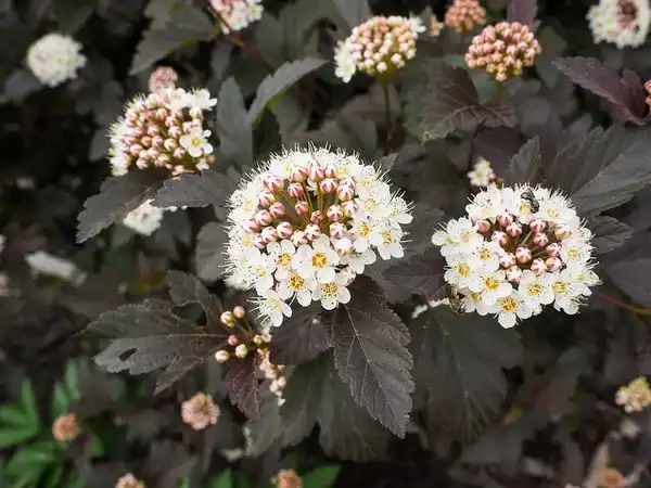Photo of Physocarpus opulifolius - 'Diablo' flower:F. D. Richards