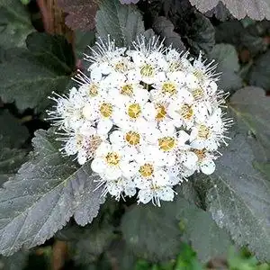 Photo of Physocarpus opulifolius - 'Diablo' Bloom and leaf detail:Debbie Roos