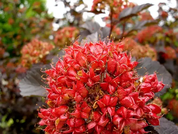 Photo of Physocarpus opulifolius - Fruit:Jackie Dee