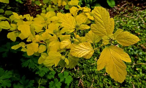 Photo of Physocarpus opulifolius - 'Dart's Gold' leaves:Peter Stevens
