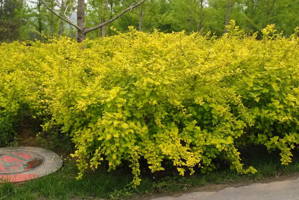 Photo of Physocarpus opulifolius - 'Aurea' Form:Jim Robbins