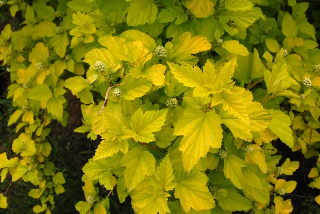 Photo of Physocarpus opulifolius - 'Aurea' Leaf Detail:Jim Robbins