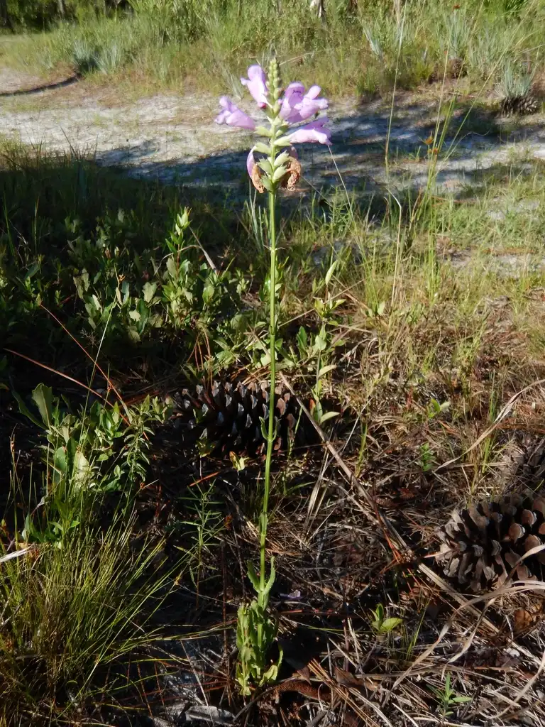 Фото Physostegia purpurea (Physostegia purpureas)