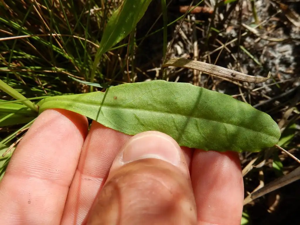 Фото Physostegia purpurea (Physostegia purpureas)