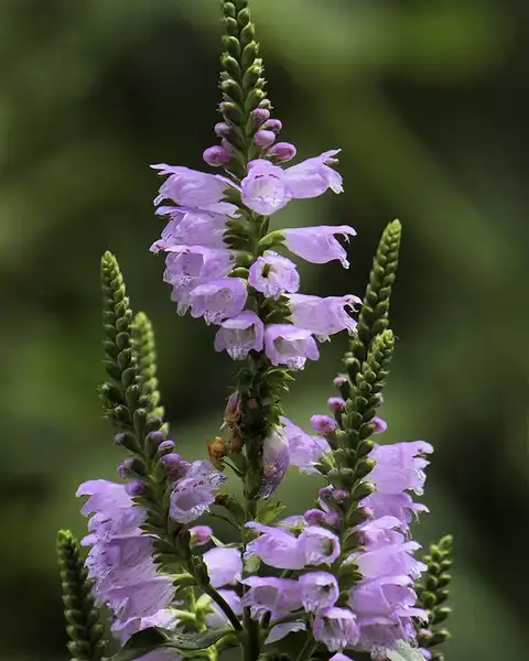 Photo of Physostegia virginiana (Physostegia virginianas)