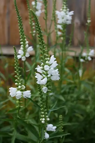 Photo of Physostegia virginiana (Physostegia virginianas)