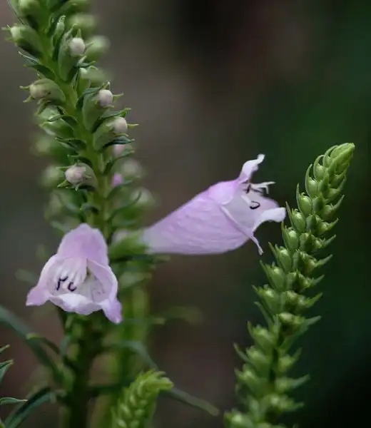 Photo of Physostegia virginiana - Flowers:Jane