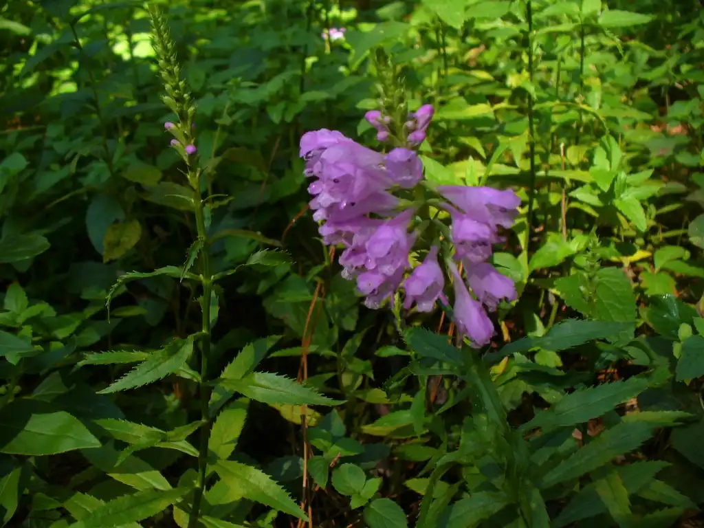 Photo of Physostegia virginiana - Flowers and leaves in summer in Moore County:Susan Strine