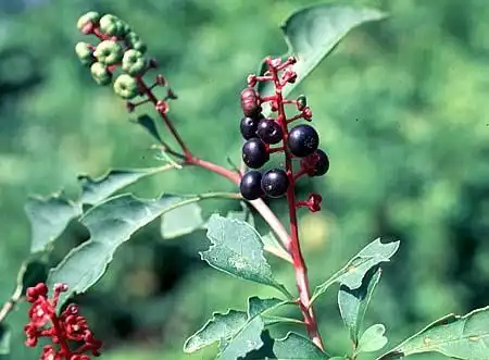Foto de Phytolacca americana var. rigida (Phytolacca americana var. rigidas)