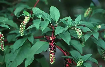 Foto de Phytolacca americana var. rigida (Phytolacca americana var. rigidas)
