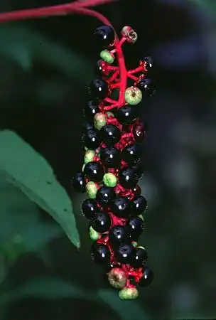 Foto de Phytolacca americana var. rigida - :