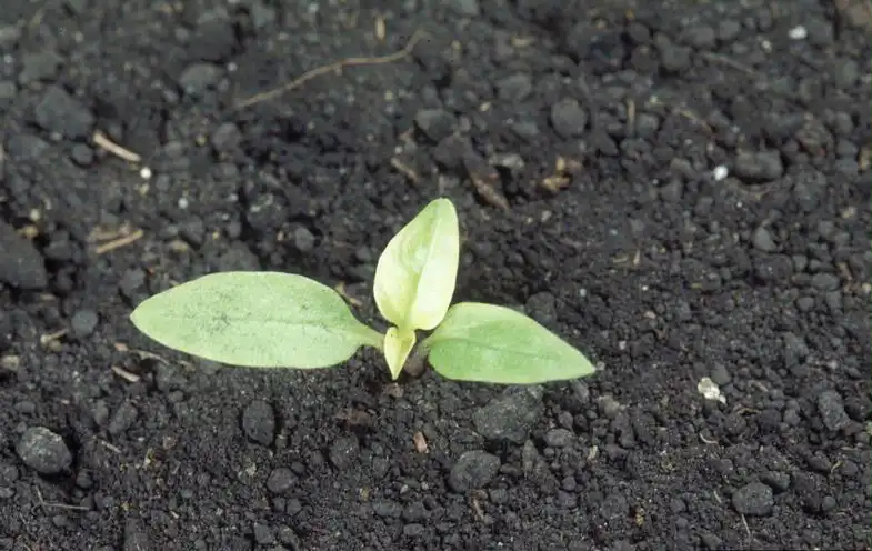 Foto de Phytolacca americana var. rigida - Seedling:Ohio State Weed Lab , The Ohio St Univ, Bugwood.org