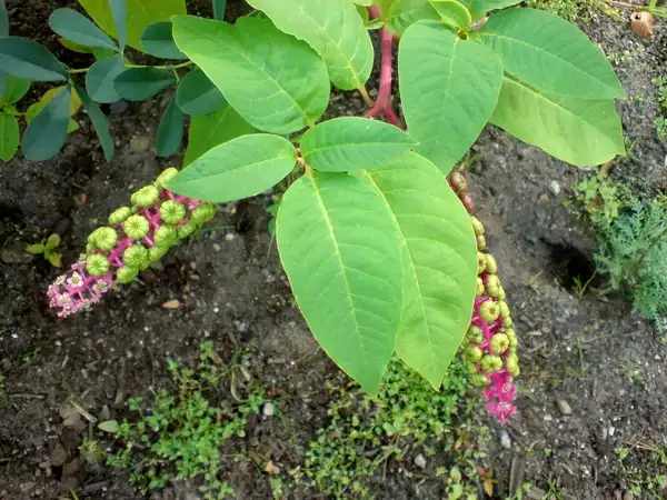 Фото Phytolacca americana (Phytolacca americanas)