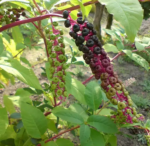 Фото Phytolacca americana (Phytolacca americanas)
