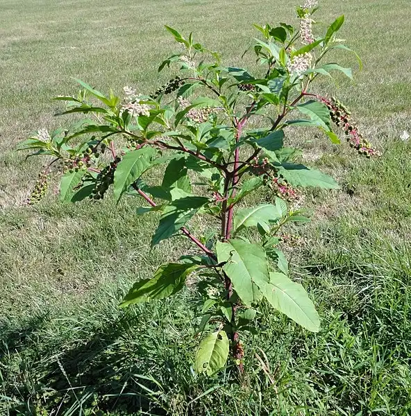 Фото Phytolacca americana - Form: