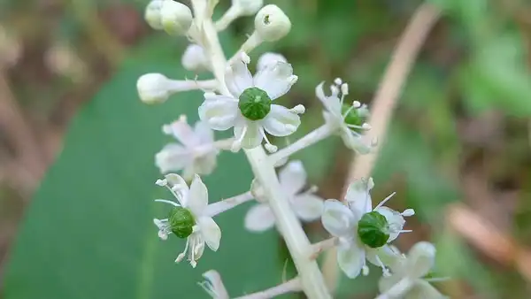 Фото Phytolacca americana - White flowers:John Tann
