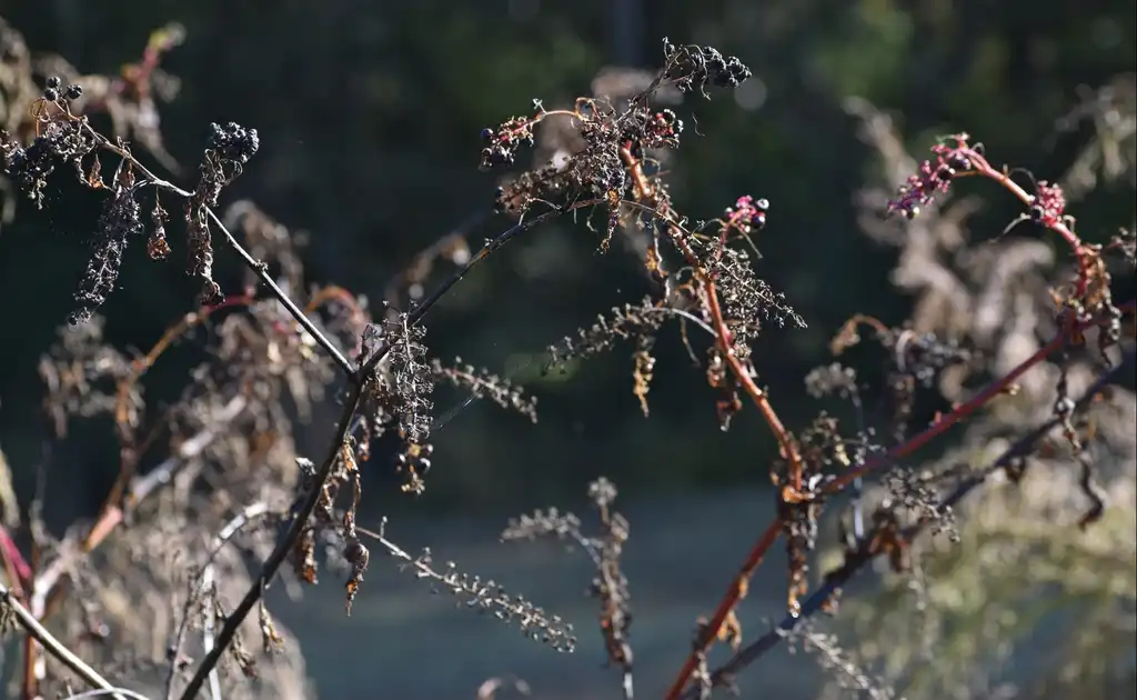 Фото Phytolacca americana - Branches (Warren County, NC)-Late Fall:Cathy Dewitt