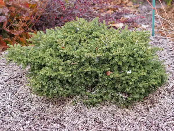 Foto de Picea abies 'Nidiformis' (Picea abies 'Nidiformis's)