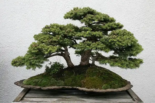 Foto de Picea abies 'Nidiformis' - Picea abies 'Nidiformis':Cliff