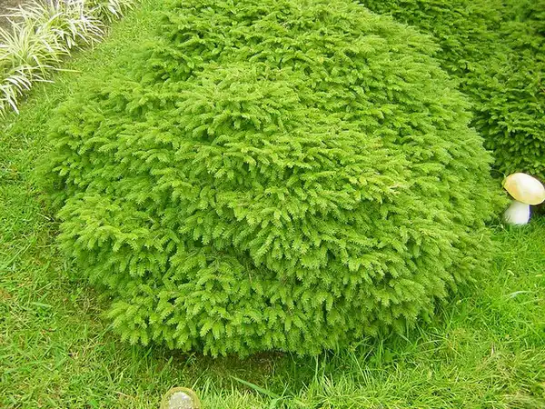 Foto de Picea abies 'Nidiformis' - New growth:Starove64
