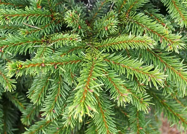 Фото Picea abies 'Pumila' (Picea abies 'Pumila's)