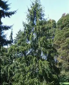 Photo of Picea abies var. abies (Picea abies var. abiess)